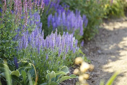 Garten-Blüten-Salbei - Salvia nemorosa 'Amethyst'