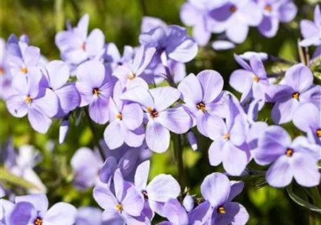 Phlox stolonifera 'Blue Ridge' - Garten-Ausläufer-Flammenblume