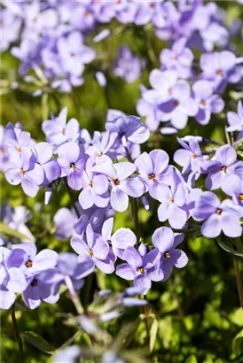 Garten-Ausläufer-Flammenblume - Phlox stolonifera 'Blue Ridge'