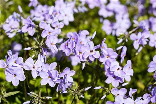 Garten-Ausläufer-Flammenblume - Phlox stolonifera 'Blue Ridge'