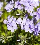 Garten-Ausläufer-Flammenblume - Phlox stolonifera 'Blue Ridge'