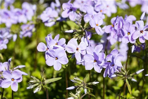 Garten-Ausläufer-Flammenblume - Phlox stolonifera 'Blue Ridge'