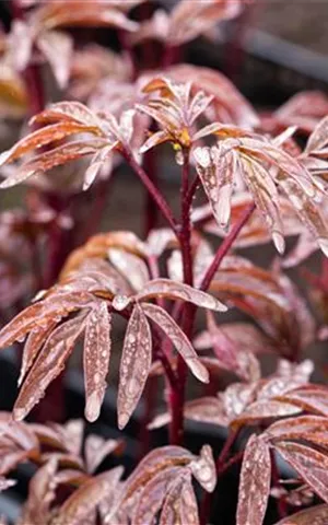 Paeonia lactiflora 'Karl Rosenfield'