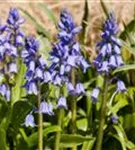 Garten-Hasenglöckchen - Hyacinthoides hispanica 'Excelsior'