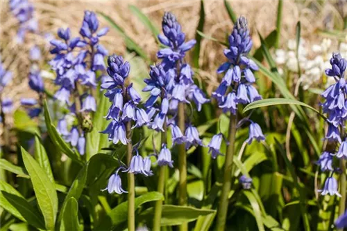 Garten-Hasenglöckchen - Hyacinthoides hispanica 'Excelsior'