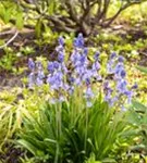 Garten-Hasenglöckchen - Hyacinthoides hispanica 'Excelsior'