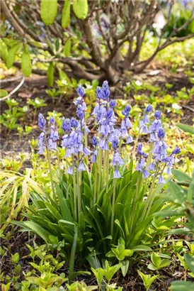 Garten-Hasenglöckchen - Hyacinthoides hispanica 'Excelsior'