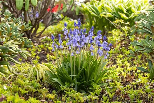 Garten-Hasenglöckchen - Hyacinthoides hispanica 'Excelsior'