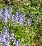 Garten-Hasenglöckchen - Hyacinthoides hispanica 'Excelsior'