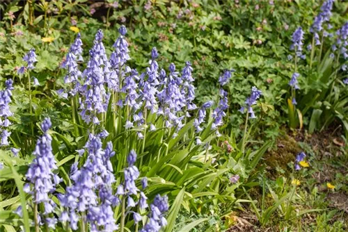 Garten-Hasenglöckchen - Hyacinthoides hispanica 'Excelsior'