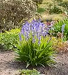 Garten-Hasenglöckchen - Hyacinthoides hispanica 'Excelsior'