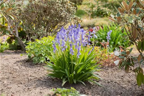 Garten-Hasenglöckchen - Hyacinthoides hispanica 'Excelsior'