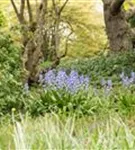 Garten-Hasenglöckchen - Hyacinthoides hispanica 'Excelsior'