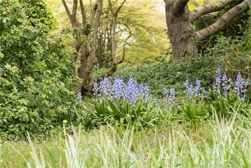 Garten-Hasenglöckchen - Hyacinthoides hispanica 'Excelsior'