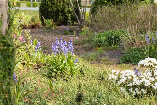 Garten-Hasenglöckchen - Hyacinthoides hispanica 'Excelsior'