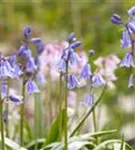 Garten-Hasenglöckchen - Hyacinthoides hispanica 'Excelsior'