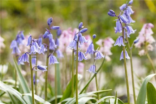 Garten-Hasenglöckchen - Hyacinthoides hispanica 'Excelsior'