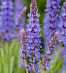 Garten-Blüten-Salbei - Salvia nemorosa 'Blauhügel'