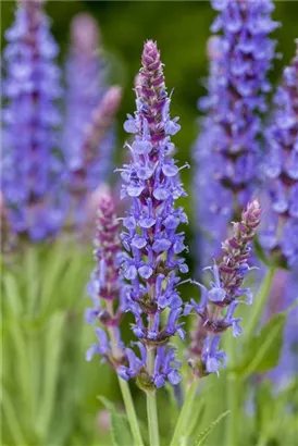 Garten-Blüten-Salbei - Salvia nemorosa 'Blauhügel'