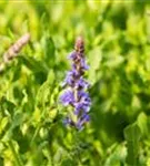 Garten-Blüten-Salbei - Salvia nemorosa 'Blauhügel'