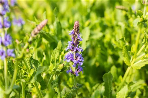 Garten-Blüten-Salbei - Salvia nemorosa 'Blauhügel'