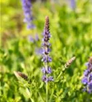 Garten-Blüten-Salbei - Salvia nemorosa 'Blauhügel'