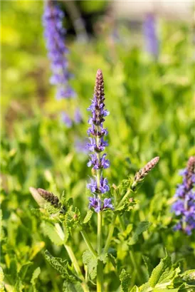 Garten-Blüten-Salbei - Salvia nemorosa 'Blauhügel'