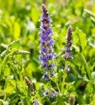 Garten-Blüten-Salbei - Salvia nemorosa 'Blauhügel'