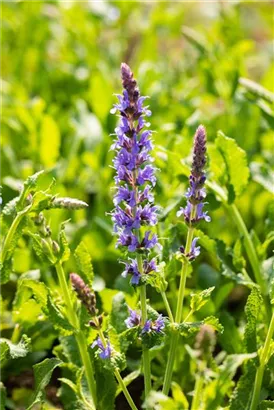 Garten-Blüten-Salbei - Salvia nemorosa 'Blauhügel'