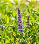 Garten-Blüten-Salbei - Salvia nemorosa 'Blauhügel'