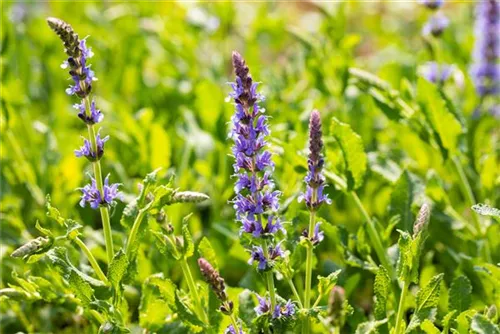 Garten-Blüten-Salbei - Salvia nemorosa 'Blauhügel'