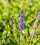 Garten-Blüten-Salbei - Salvia nemorosa 'Blauhügel'