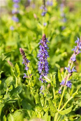 Garten-Blüten-Salbei - Salvia nemorosa 'Blauhügel'