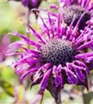 Garten-Indianernessel - Monarda fistulosa 'Prärienacht'