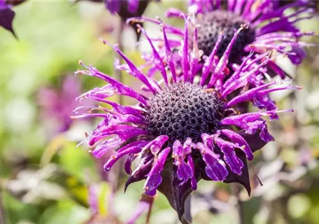 Monarda fistulosa 'Prärienacht' - Garten-Indianernessel