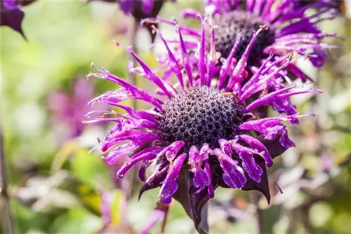 Garten-Indianernessel - Monarda fistulosa 'Prärienacht'