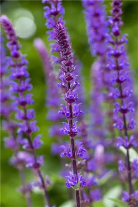 Garten-Blüten-Salbei - Salvia nemorosa 'Caradonna'