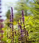 Garten-Blüten-Salbei - Salvia nemorosa 'Caradonna'