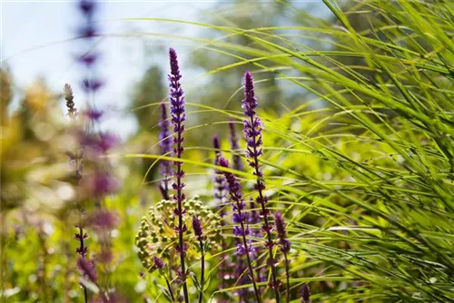 Garten-Blüten-Salbei - Salvia nemorosa 'Caradonna'