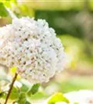 Großblumiger Schneeball - Viburnum carlcephalum