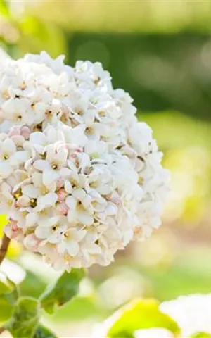 Viburnum carlcephalum