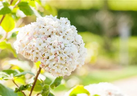 Viburnum carlcephalum - Großblumiger Schneeball