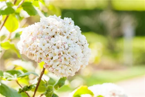 Großblumiger Schneeball - Viburnum carlcephalum