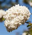 Großblumiger Schneeball - Viburnum carlcephalum