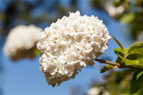 Großblumiger Schneeball - Viburnum carlcephalum