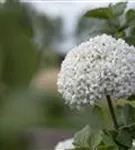 Großblumiger Schneeball - Viburnum carlcephalum