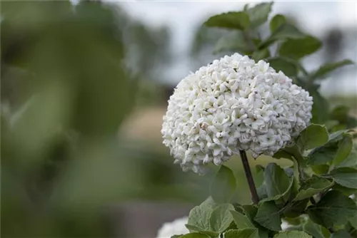 Großblumiger Schneeball - Viburnum carlcephalum