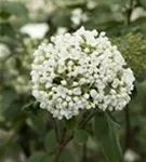 Großblumiger Schneeball - Viburnum carlcephalum