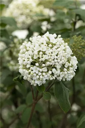 Großblumiger Schneeball - Viburnum carlcephalum