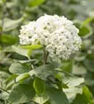 Großblumiger Schneeball - Viburnum carlcephalum